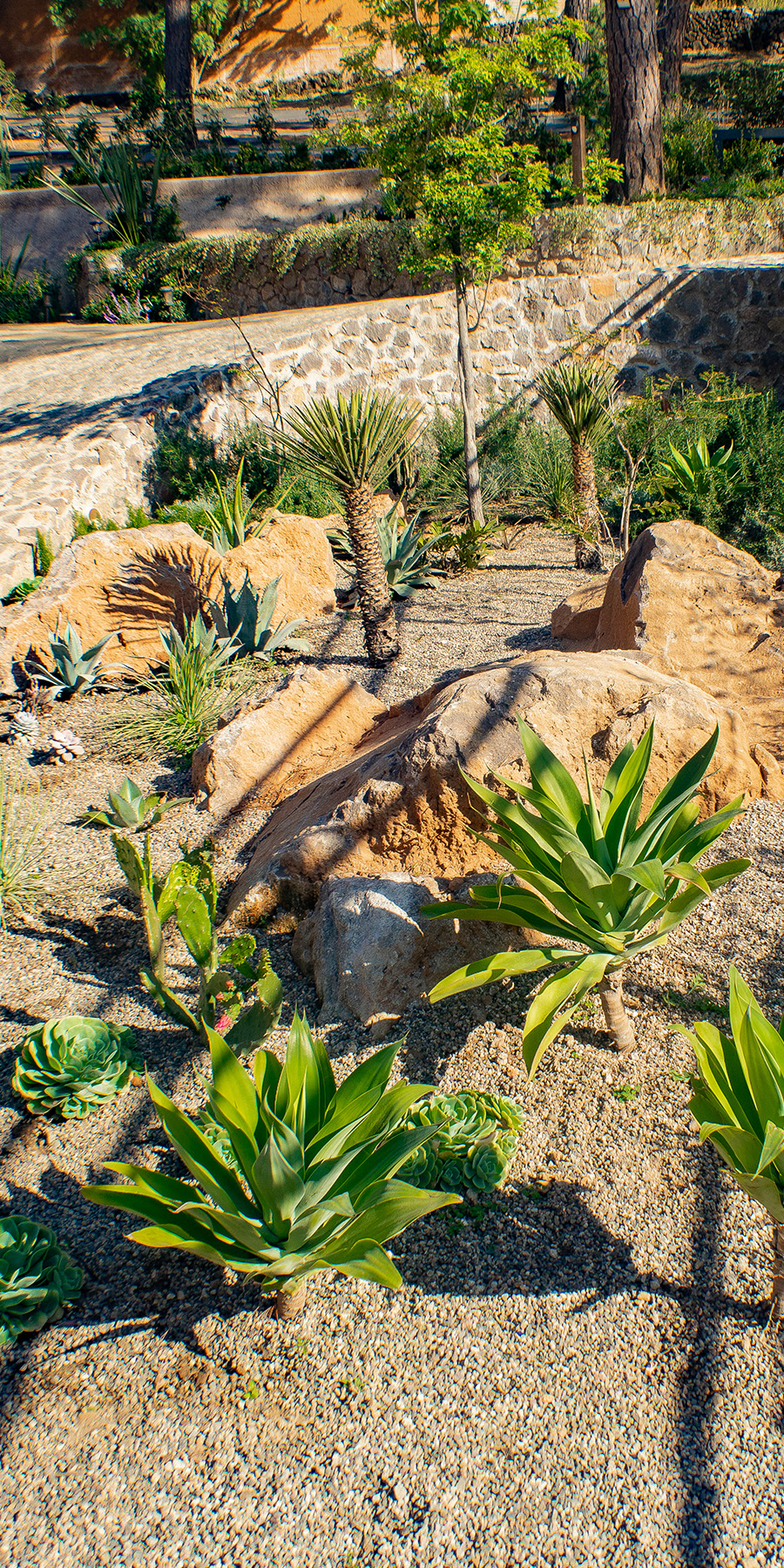 Jardín de aspecto desértico con un camino empedrado adornado con diferentes plantas y árboles.